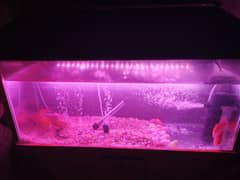 3ft aquarium with all accessories including koe fishes