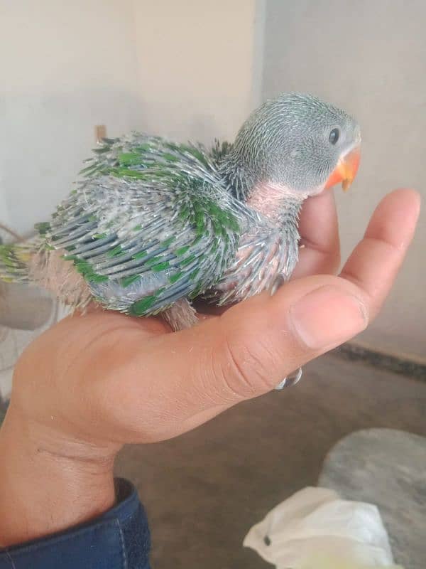 raw parrot chick good size 0