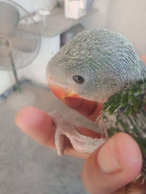 raw parrot chick good size 1