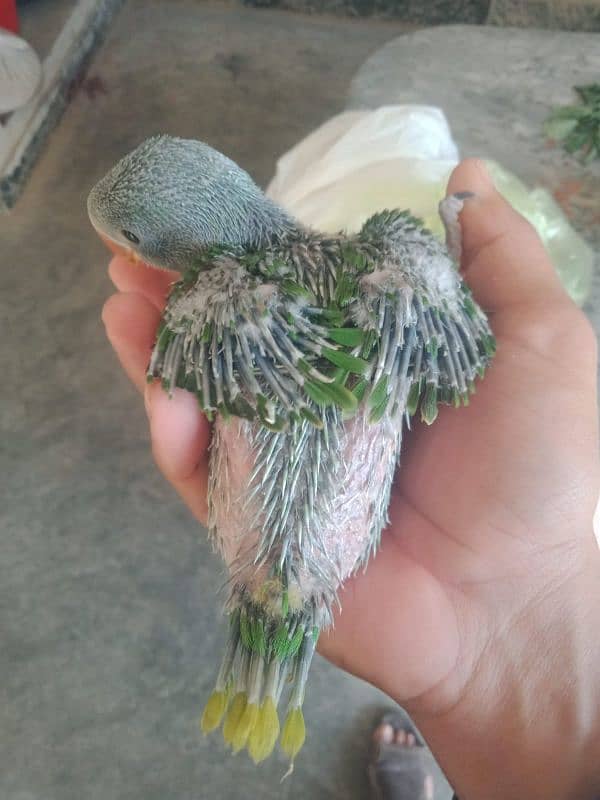 raw parrot chick good size 2