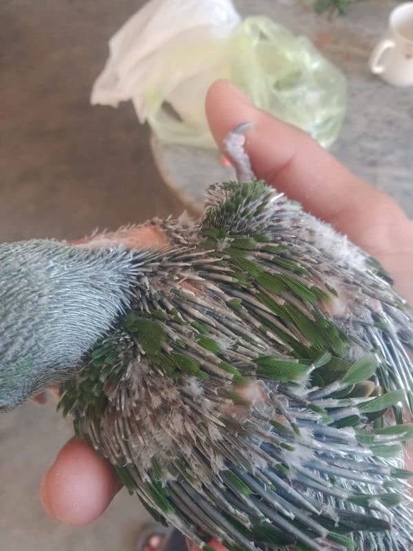 raw parrot chick good size 3