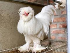 chicks available White Sultan Silki Mottled Porcelain Bantam Polish