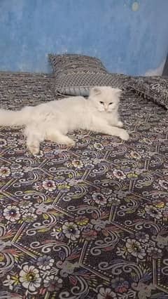 White Persian Female Cat