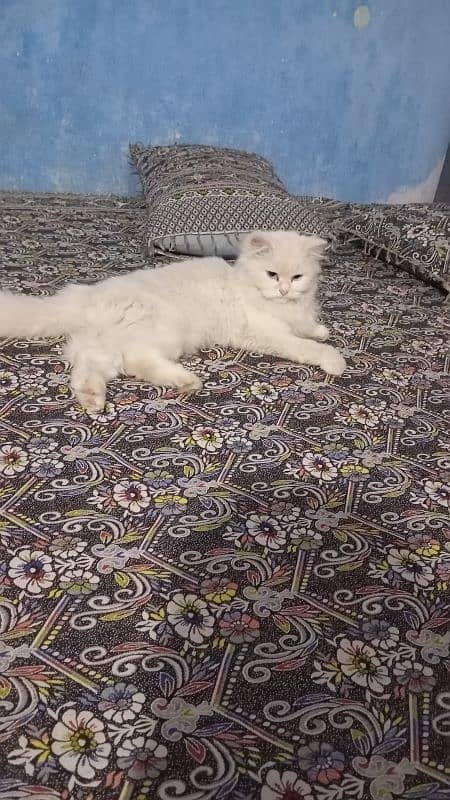 White Persian Female Cat 0