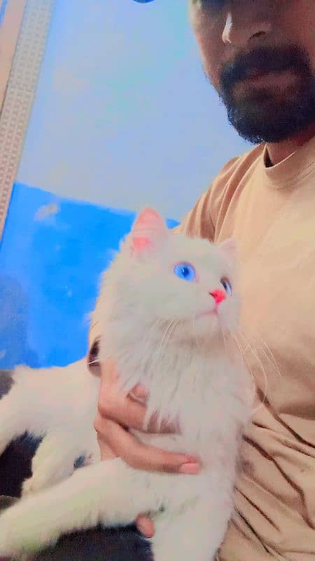 White Persian Female Cat 1