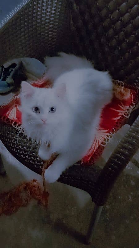 White Persian Female Cat 2