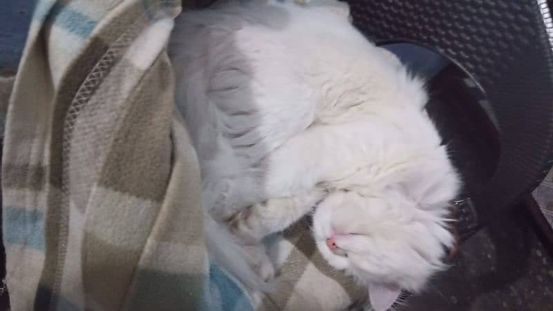 White Persian Female Cat 3