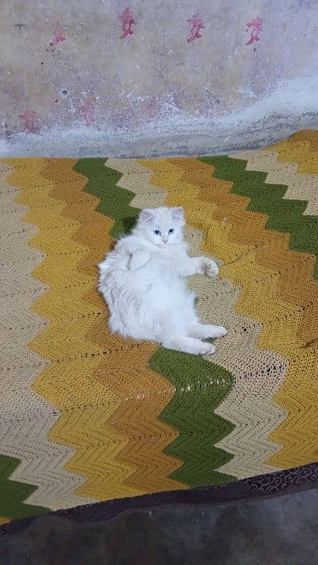 White Persian Female Cat 4