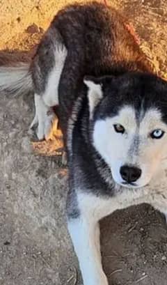 Sibreb huskey 13mnth  firsale