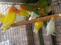 Peach Face / Albino / Lotino / Java finch