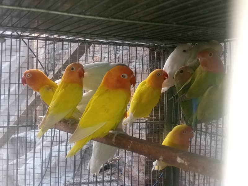 Peach Face / Albino / Lotino / Java finch 1