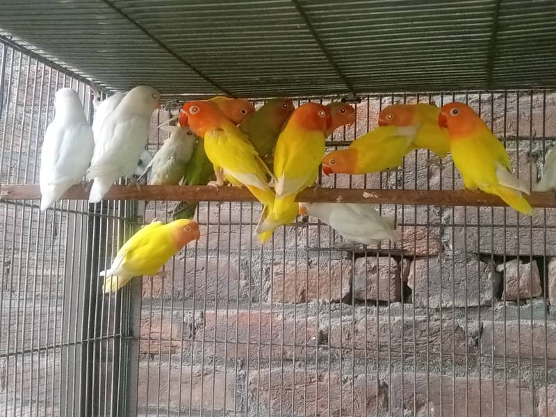 Peach Face / Albino / Lotino / Java finch 2