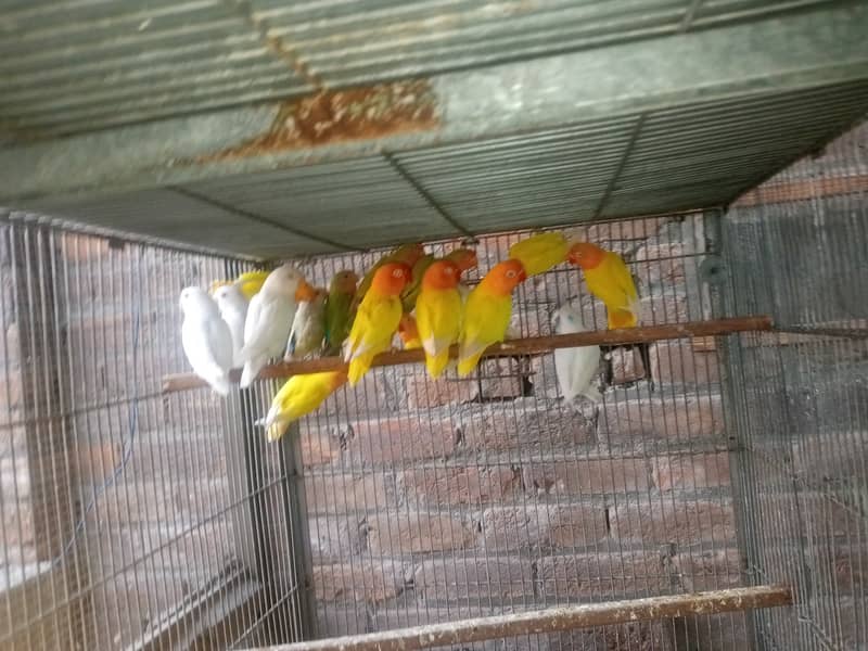 Peach Face / Albino / Lotino / Java finch 3