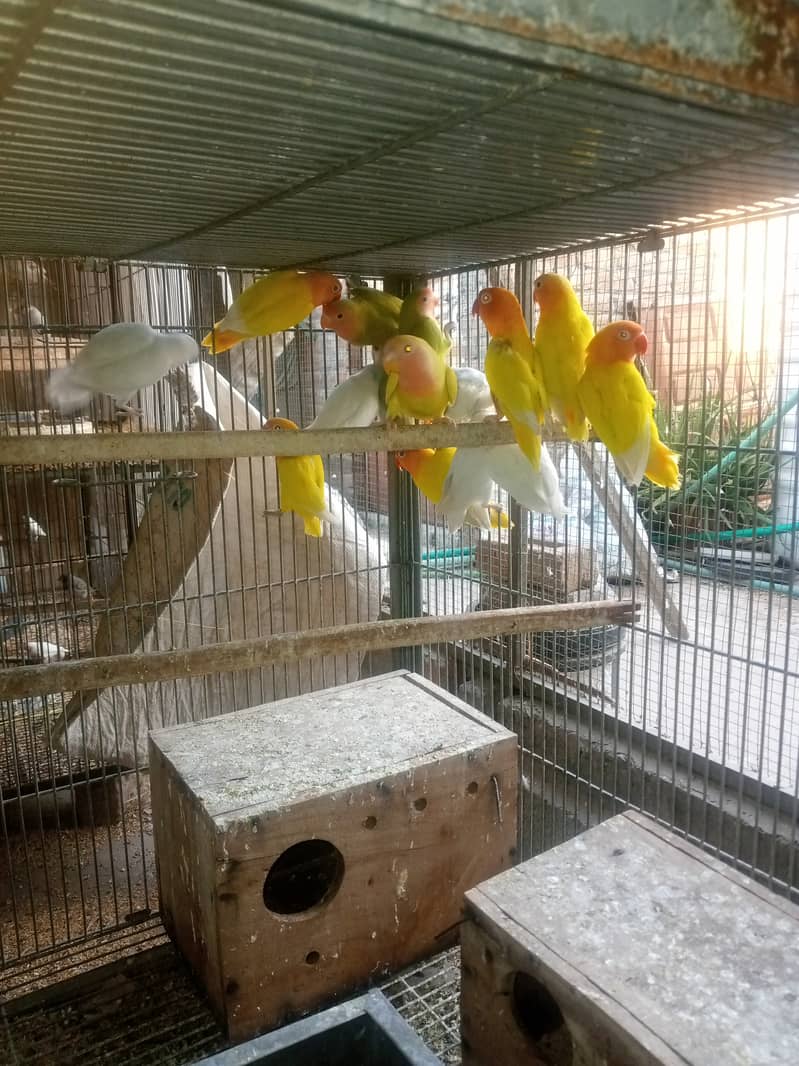 Peach Face / Albino / Lotino / Java finch 5