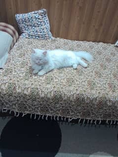 Persian cat available