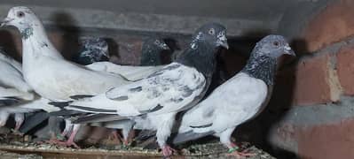 Goldan taddi sialkoti pigeons for sale.