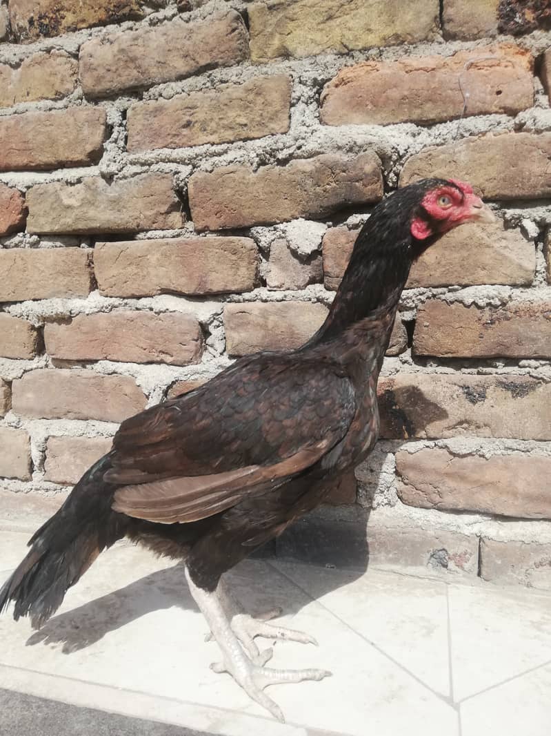 Aseel hens for sale jo bhi sari lyga use discount mil jay ga 0