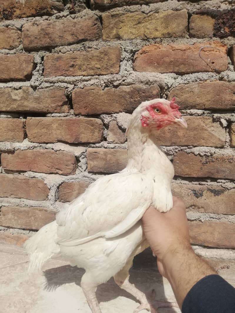 Aseel hens for sale jo bhi sari lyga use discount mil jay ga 1