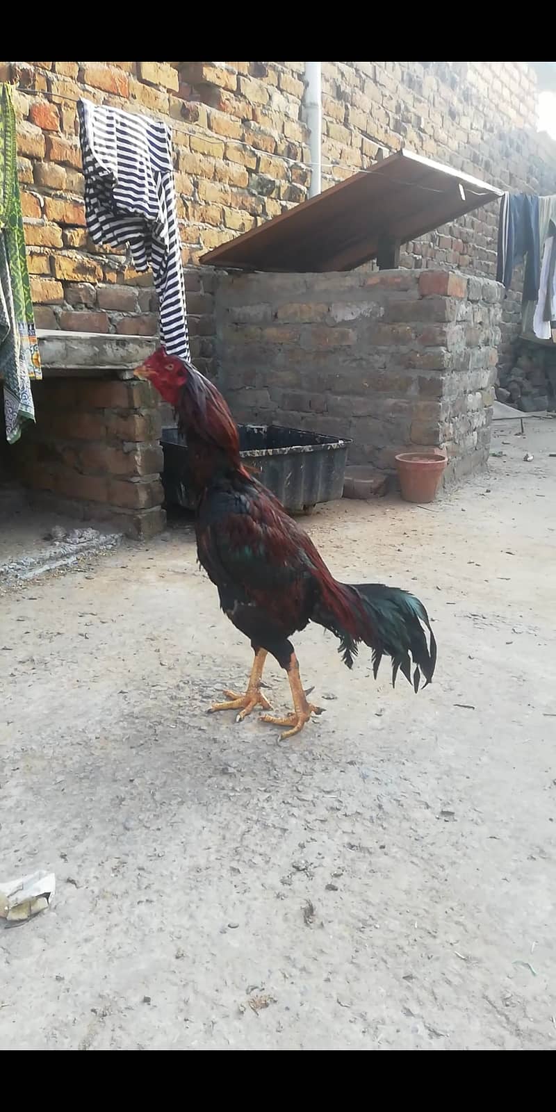 Aseel hens for sale jo bhi sari lyga use discount mil jay ga 5