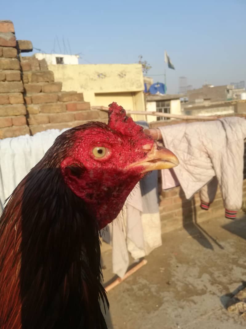 Aseel hens for sale jo bhi sari lyga use discount mil jay ga 6