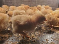 golden buff chicks for sale