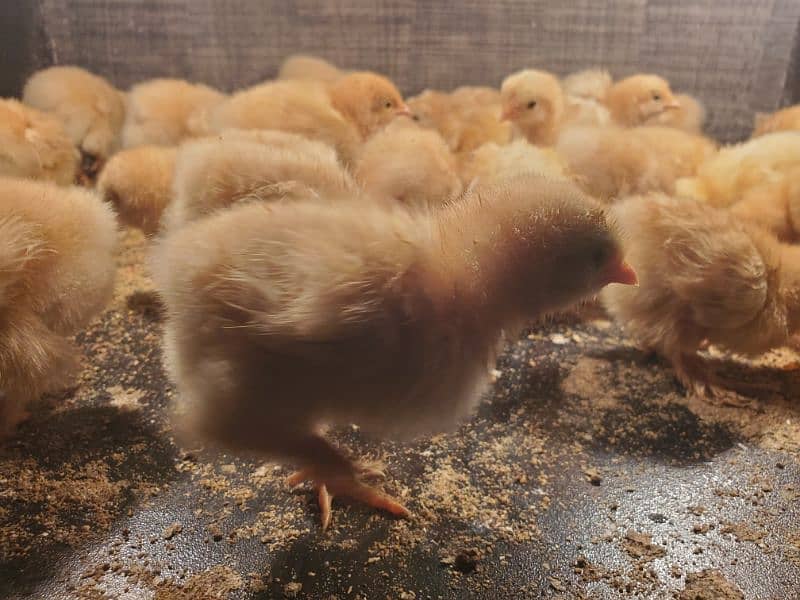 golden buff chicks for sale 0