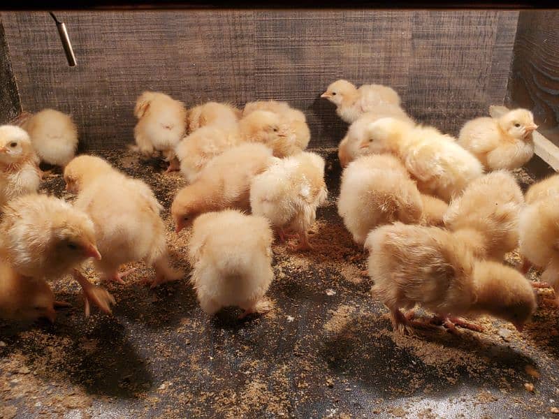 golden buff chicks for sale 1