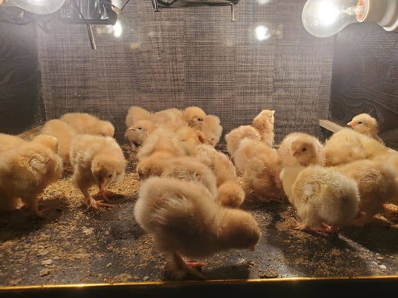 golden buff chicks for sale 2