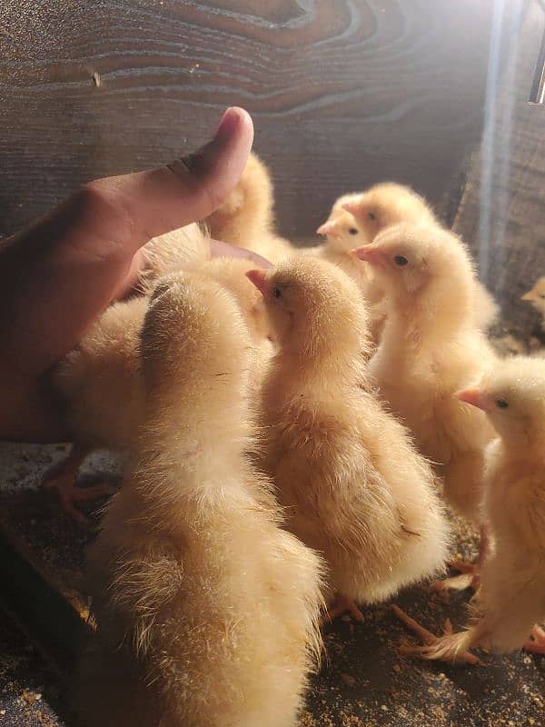 golden buff chicks for sale 3