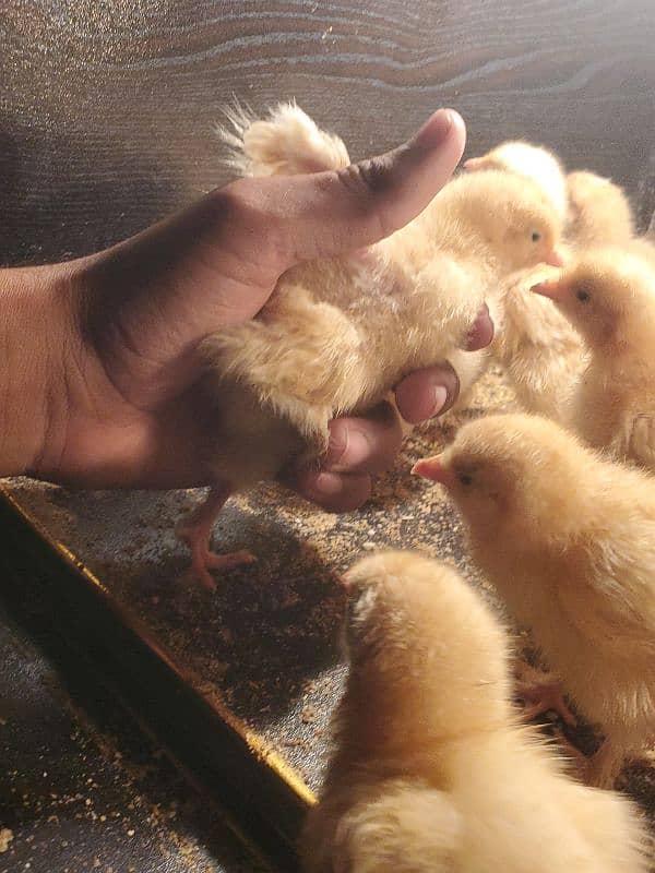 golden buff chicks for sale 4