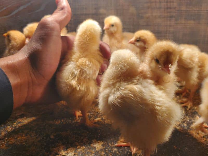 golden buff chicks for sale 5