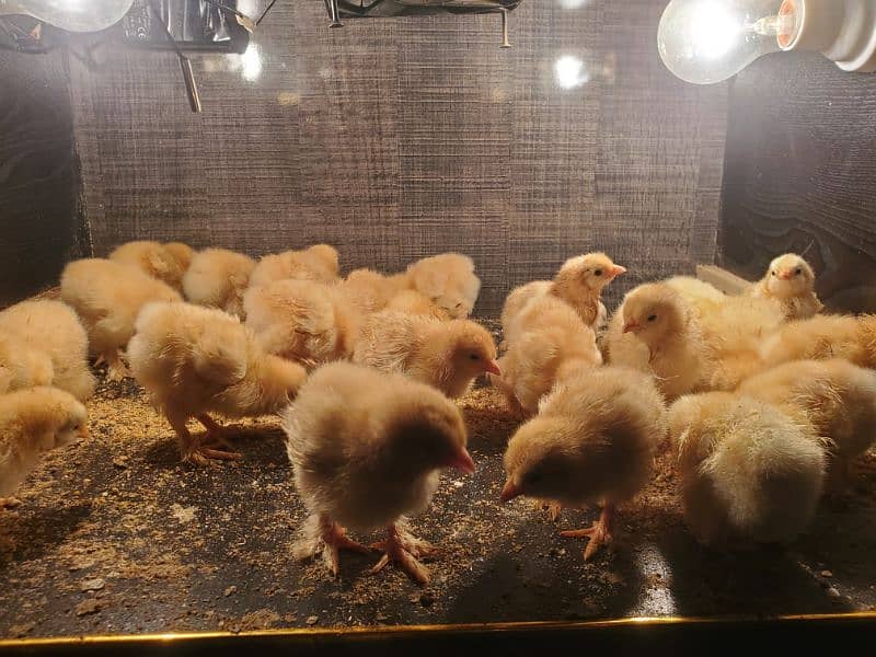 golden buff chicks for sale 6