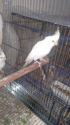 3 cockatiel age 3 months Contact number 03051617792.