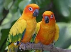 sun conure pair