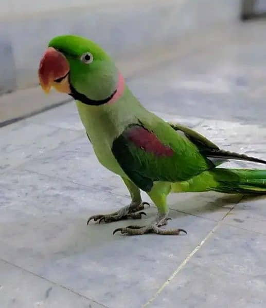 Kashmiri Raw Parrot For Sale 0