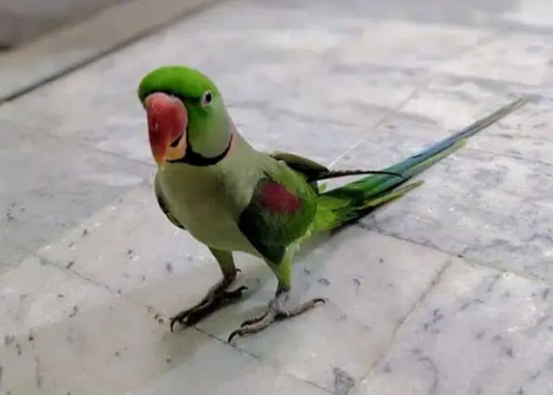 Kashmiri Raw Parrot For Sale 1