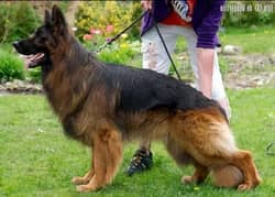 German Shepherd male