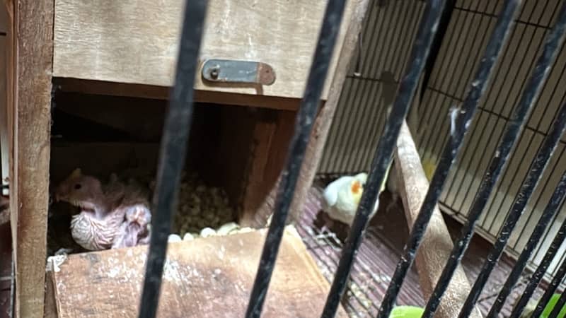 cocktail breeder pair available with chick and eggs 5