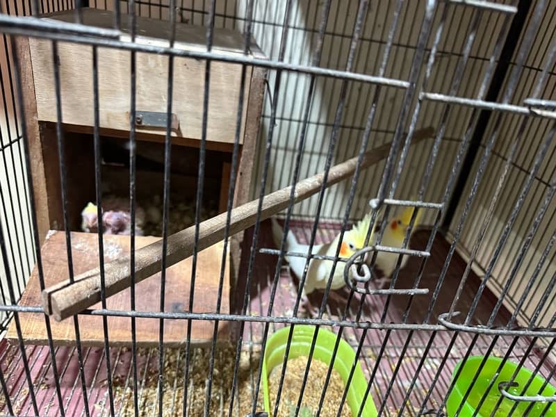 cocktail breeder pair available with chick and eggs 6