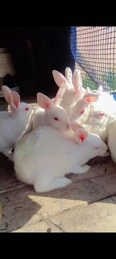 Home cage Baby white red eyes Rabbits Available