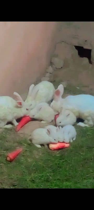 Home cage Baby white red eyes Rabbits Available 1