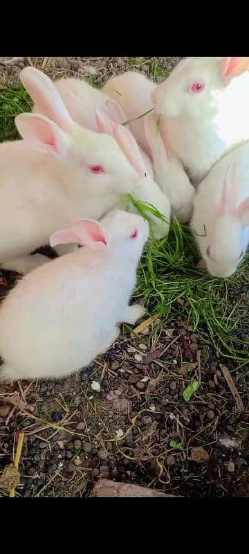 Home cage Baby white red eyes Rabbits Available 2