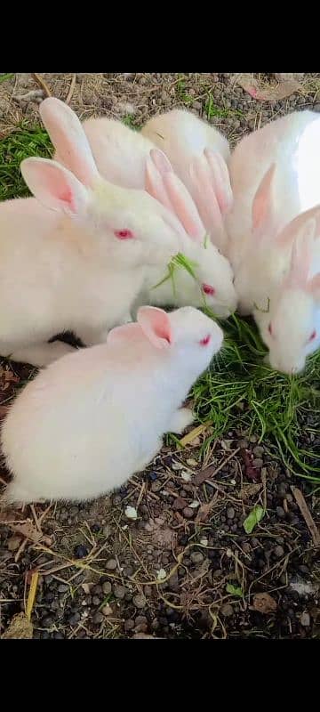 Home cage Baby white red eyes Rabbits Available 3