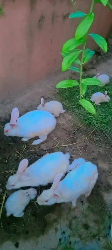 Home cage Baby white red eyes Rabbits Available 4