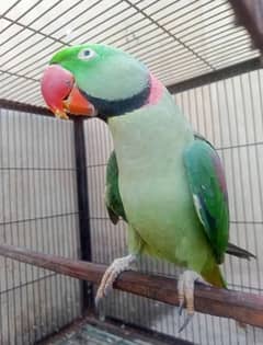 Kashmiri Raw Parrot For Sale