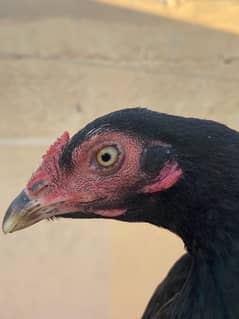 2 Aseel hens home breed