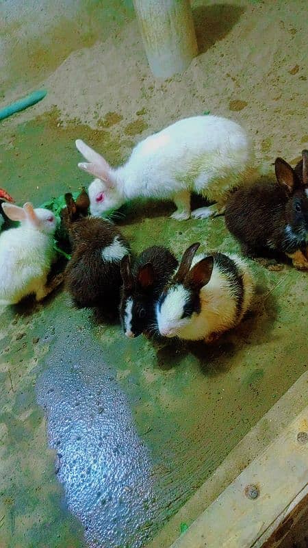 8 Piece Rabbit Price 8500 1