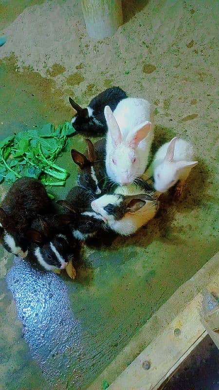 8 Piece Rabbit Price 8500 2