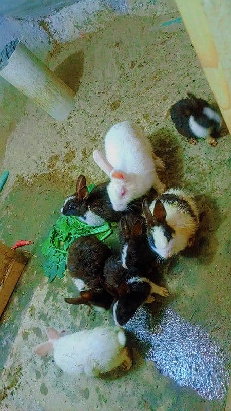 8 Piece Rabbit Price 8500 4