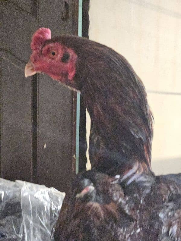 aseel hen with chicks 2